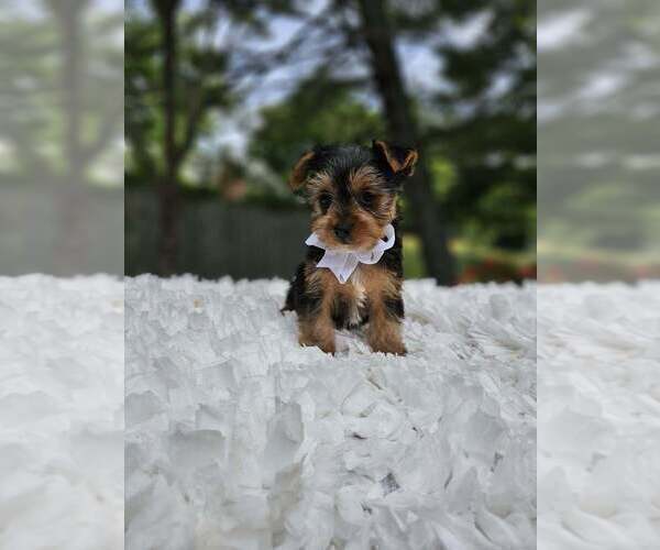 Medium Photo #2 Yorkshire Terrier Puppy For Sale in INDIANAPOLIS, IN, USA