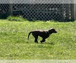 Small Photo #9 Labrador Retriever Puppy For Sale in ASHEVILLE, NC, USA