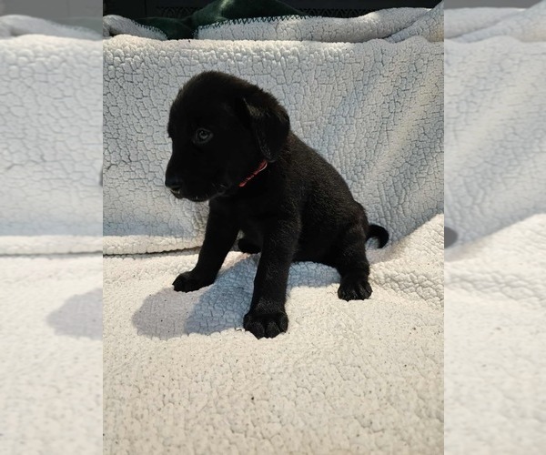 Medium Photo #3 Labrador Retriever Puppy For Sale in Gagetown, MI, USA