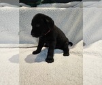 Small #2 Labrador Retriever