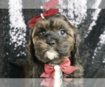 Puppy Cordy F1 Cavapoo