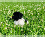 Small Photo #13 Havanese Puppy For Sale in HOUSTON, TX, USA