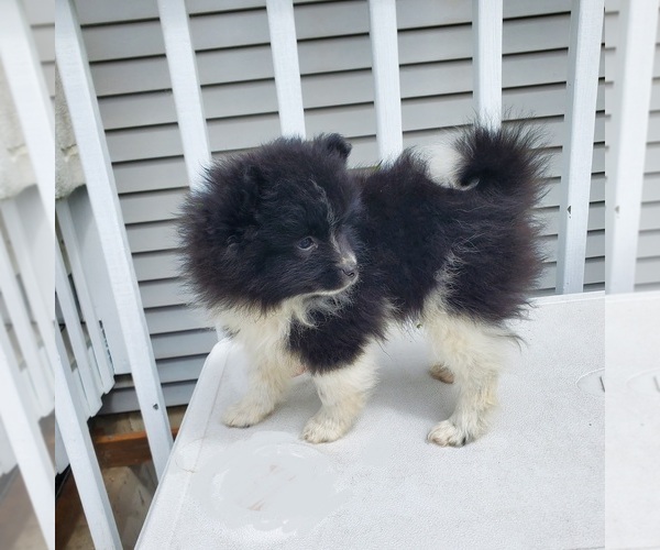 Medium Photo #13 Pomeranian Puppy For Sale in SAINT PAUL, MN, USA
