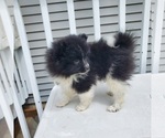 Small Photo #13 Pomeranian Puppy For Sale in SAINT PAUL, MN, USA