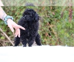 Small #36 Poodle (Toy)