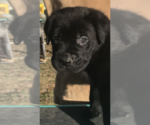 Small Photo #11 Cane Corso Puppy For Sale in LOYALTON, CA, USA