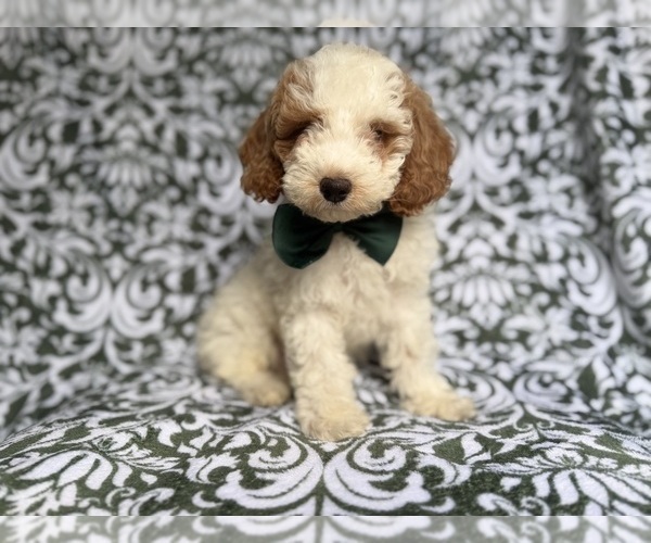 Medium Photo #2 Cockapoo (Miniature) Puppy For Sale in LAKELAND, FL, USA
