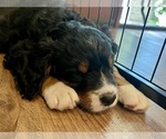 Small Photo #30 Bernedoodle Puppy For Sale in MARTINSVILLE, IN, USA