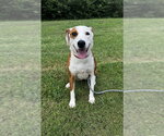 Small Mutt