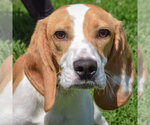 Small #3 Beagle
