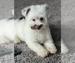 Small Photo #4 Maltipoo Puppy For Sale in PARAGON, IN, USA