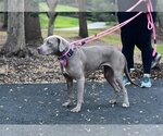 Small Photo #2 American Staffordshire Terrier-Weimaraner Mix Puppy For Sale in Arlington, VA, USA
