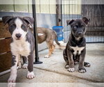 Small #3 Labrador Retriever Mix