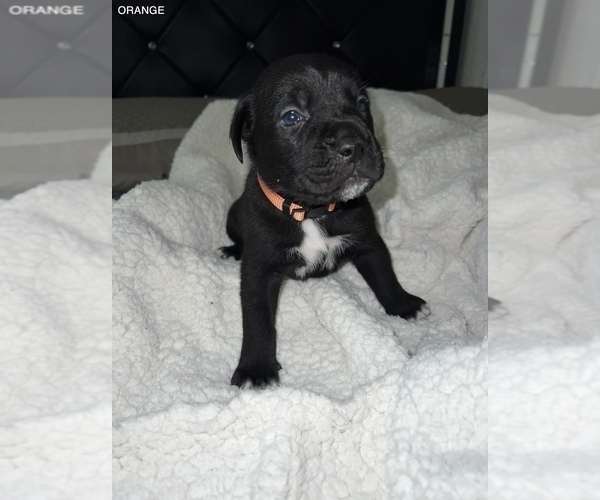 Medium Photo #7 Cane Corso Puppy For Sale in TRACY, CA, USA