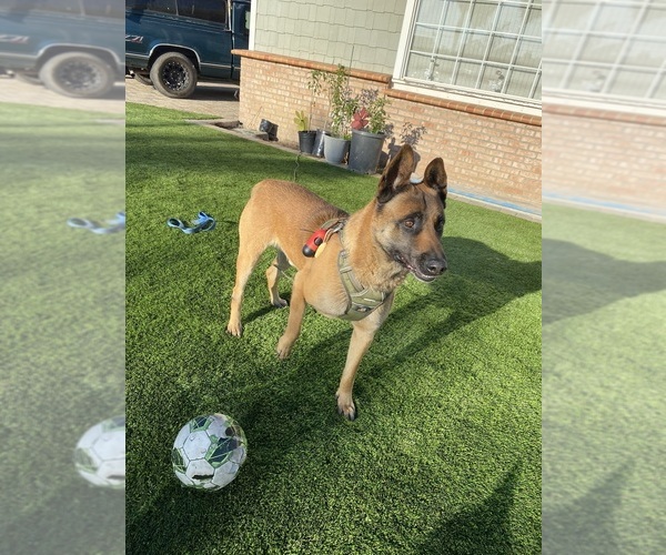Medium Photo #6 Belgian Malinois Puppy For Sale in OXNARD, CA, USA