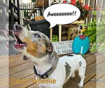Small #9 Dachshund