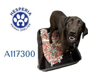 Labrador Retriever Dogs for adoption in HESPERIA, CA, USA
