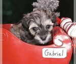 Small Photo #3 Maltipoo Puppy For Sale in MOMEYER, NC, USA