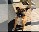 Small #1 Boxer