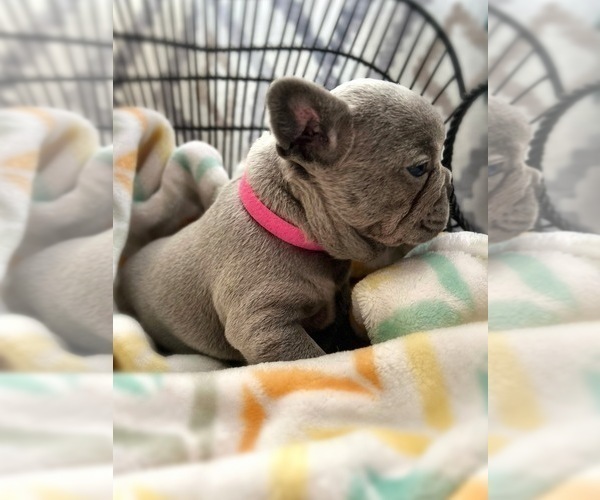 Medium Photo #4 French Bulldog Puppy For Sale in OJAI, CA, USA