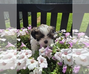 Medium Shih Tzu