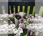 Puppy Puppy 1 Shih Tzu