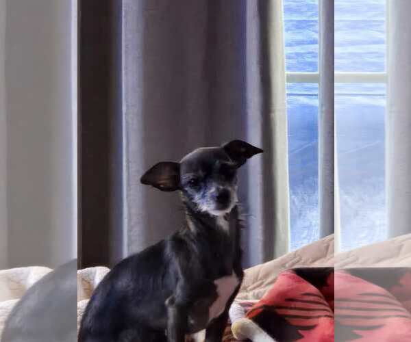 Medium Photo #3 Chihuahua-Unknown Mix Puppy For Sale in Lakemont, GA, USA