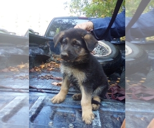 German Shepherd Dog Puppy for sale in JASPER, AR, USA
