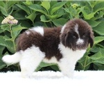 Small Photo #2 Newfoundland Puppy For Sale in MILLERSBURG, OH, USA