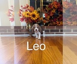 Puppy Leo Beagle