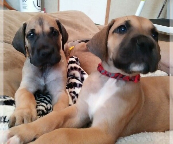 Medium Photo #1 Great Dane Puppy For Sale in CONWAY, SC, USA