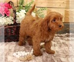 Small #5 Cavapoo