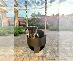 Small #2 Chiweenie