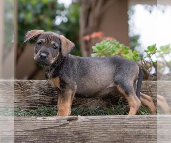 Medium Photo #6 Labrador Retriever-Unknown Mix Puppy For Sale in San Diego, CA, USA