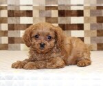 Small #1 Cavapoo (Miniature)