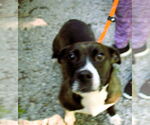Small #1 American Pit Bull Terrier-Basset Hound Mix