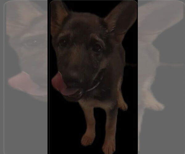 Medium Photo #1 German Shepherd Dog Puppy For Sale in Kankakee, IL, USA