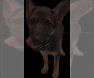 German Shepherd Dog Dogs for adoption in Kankakee, IL, USA