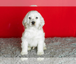 Small Photo #5 Cocker Spaniel Puppy For Sale in NAPPANEE, IN, USA