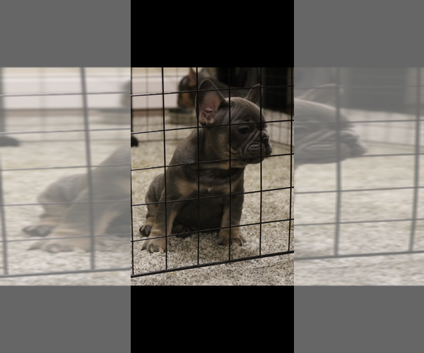 Medium Photo #10 French Bulldog Puppy For Sale in WINDSOR MILL, MD, USA