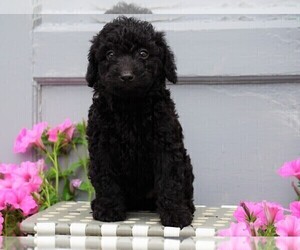 Aussiedoodle-Poodle (Miniature) Mix Puppy for sale in FREDERICKSBG, OH, USA