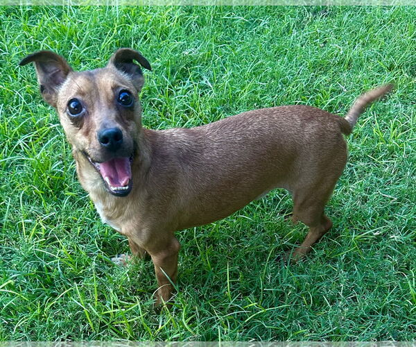 Medium Photo #2 Chiweenie Puppy For Sale in Phoenix, AZ, USA