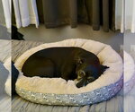 Small #2 Chihuahua Mix