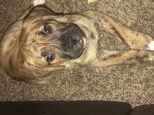 Mastiff Puppy for sale in TACOMA, WA, USA