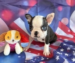 Image preview for Ad Listing. Nickname: Blue