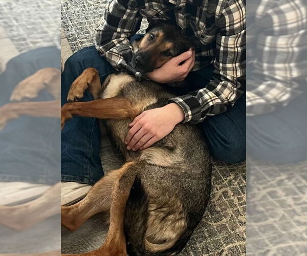 Medium Photo #5 German Shepherd Dog Puppy For Sale in Hayward, CA, USA