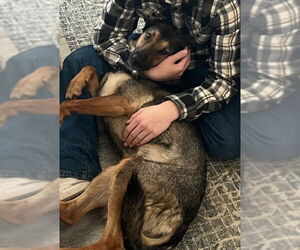 Crackers - Female German Shepherd Dog Dog for Adoption - Photo #5
