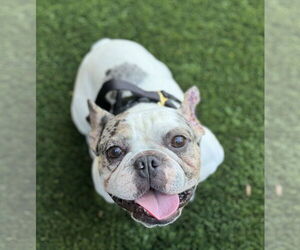 French Bulldog Dogs for adoption in Santa Clara, CA, USA