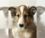 Small Photo #7 Shetland Sheepdog Puppy For Sale in BOWLING GREEN, KY, USA