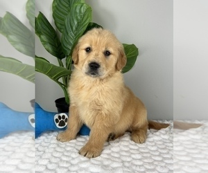 Golden Retriever Puppy for sale in FRANKLIN, IN, USA